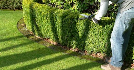 pruning