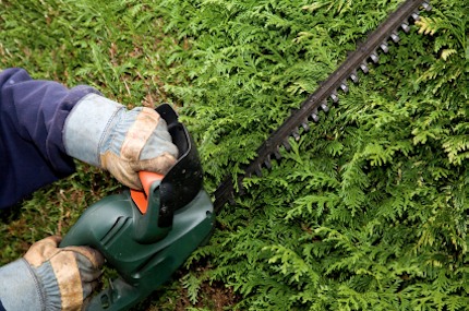 trimming-hedges